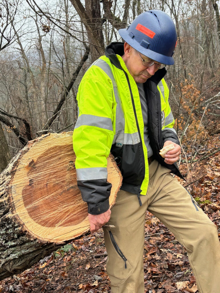 Jim Webb leaning against a 19-inch hickory tree that has just been cut by hand with a crosscut saw.